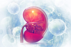 Human kidney cross section on scientific background