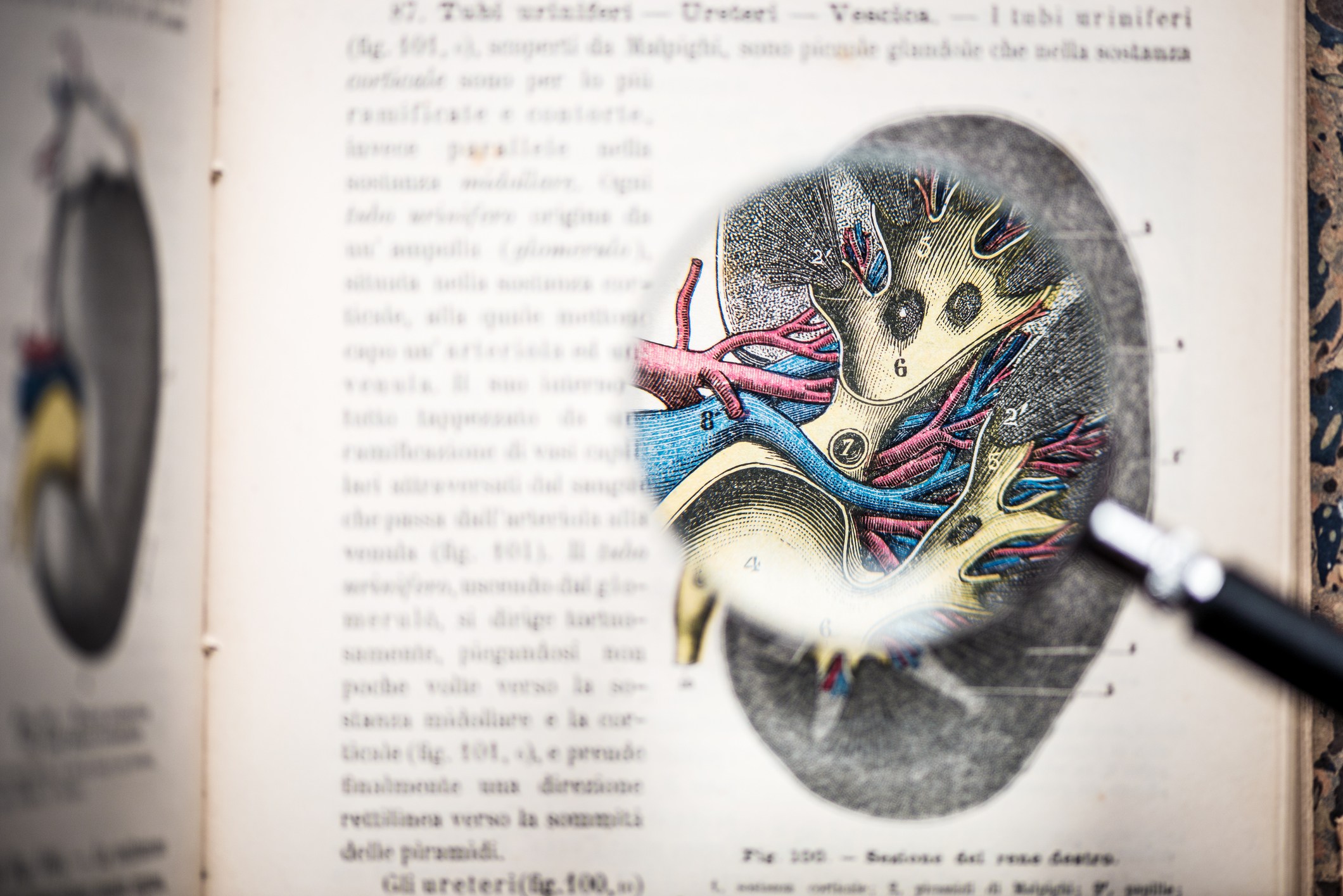 Magnifying glass on antique anatomy book: Kidney