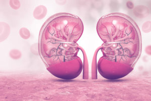 Human kidney cross section on scientific background