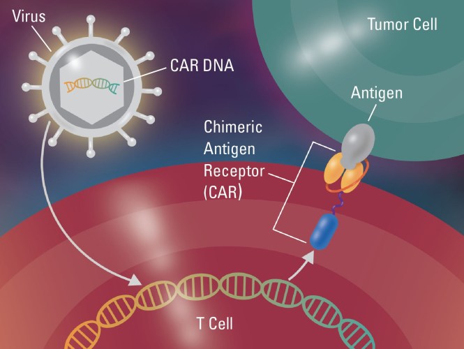 drawing of a Chimirc Antigen Receptor