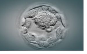 embryo in a petri dish, Catherine Racowsky's lab