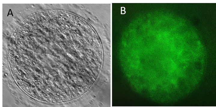 Generation of mouse oocytes from iPSCs