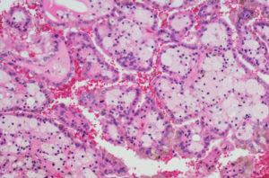 close-up of cells