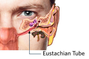 illustration of eustachian tube