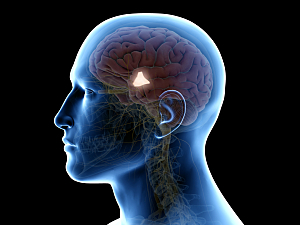3D rendering of hypothalamus in brain where the suprachiasmatic nucleus is located