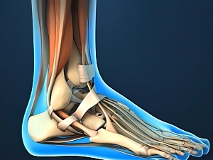 Rendering of a human ankle showing bones and tendons
