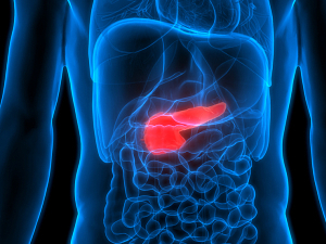 3D rendering of human anatomy showing pancreas highlighted in red