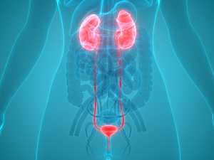 Blue rendering with urinary system anatomy highlighted including kidneys and bladder