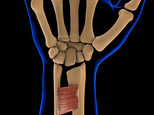 Rendering of human hand bones with pronator quadratus muscle in anterior compartment of the forearm