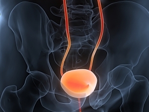 3D rendering of human bladder anatomy highlighted orange