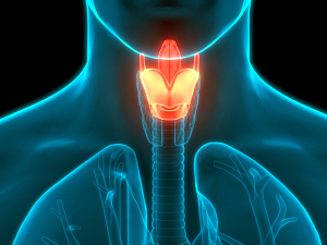 3D rendering of larynx anatomy in throat of human being, highlighted orange