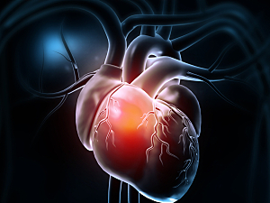 Rendering of human heart anatomy on dark background