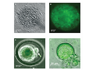Differentiation of iPSCs labeled with green fluorescent protein into oocytes.
