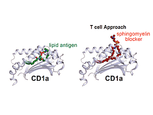 Lipid T Cell Blocker