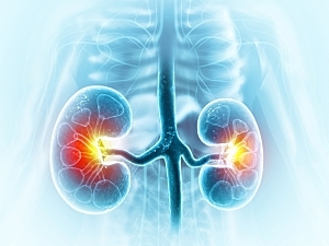 Anatomy structure of human kidneys